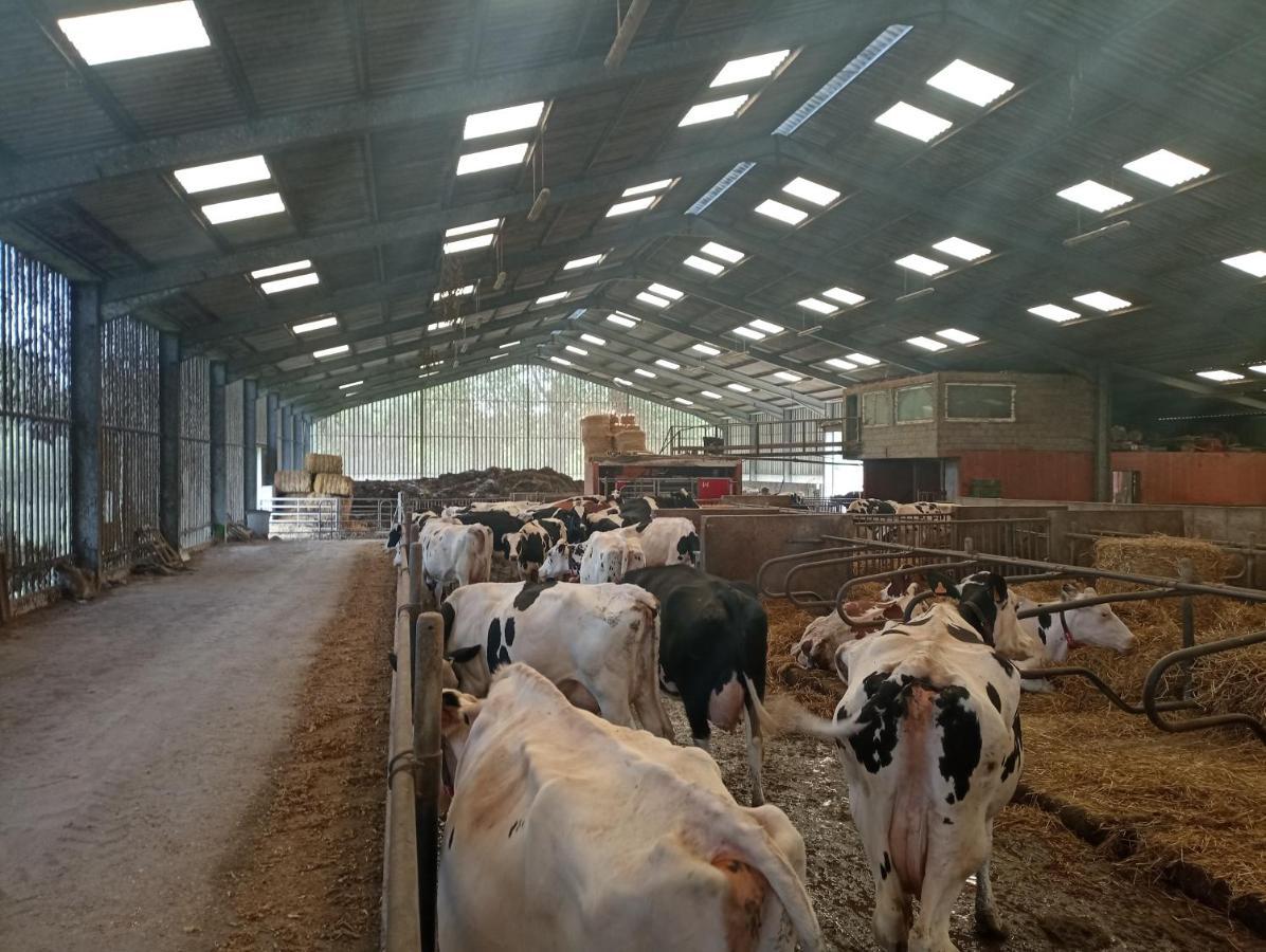 Gite A La Ferme Chez Magali Escaudoeuvres Buitenkant foto
