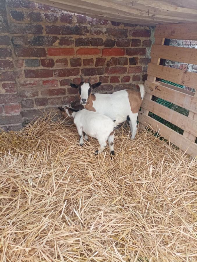 Gite A La Ferme Chez Magali Escaudoeuvres Buitenkant foto